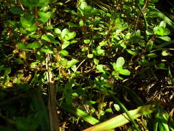 Image of Spatulaleaf Loosestrife