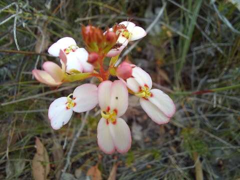 Image of Stylidium junceum R. Br.