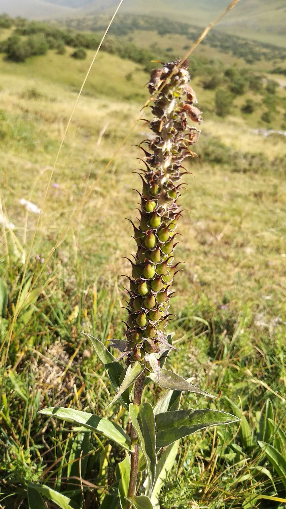 Image of Portuguese Foxglove