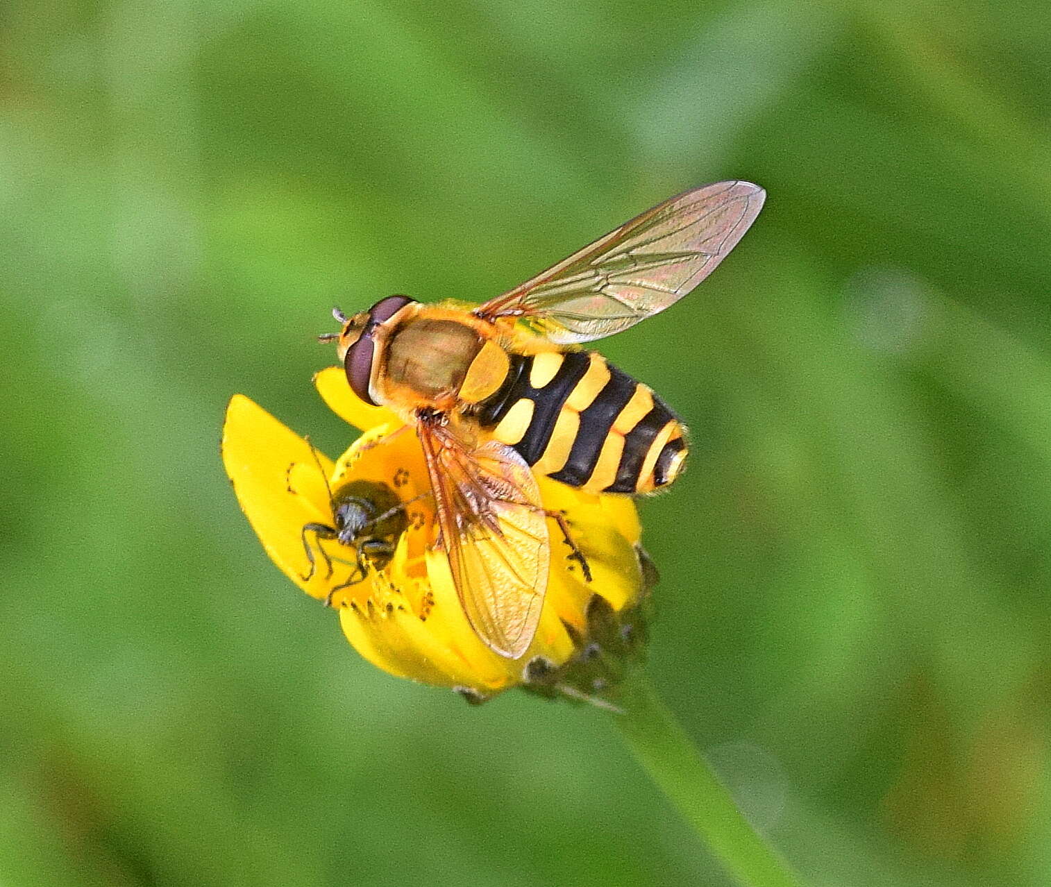 Plancia ëd Syrphus ribesii (Linnaeus 1758)