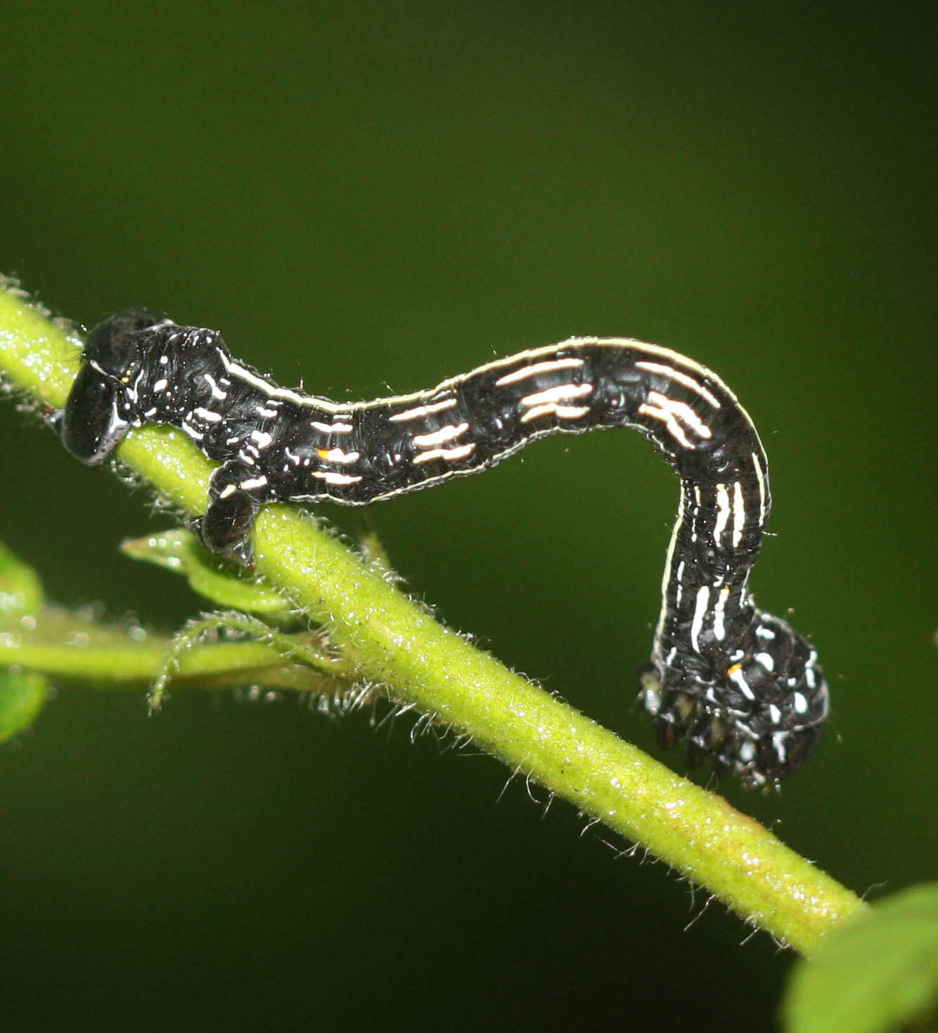 صورة Acronyctodes mexicanaria Walker 1860