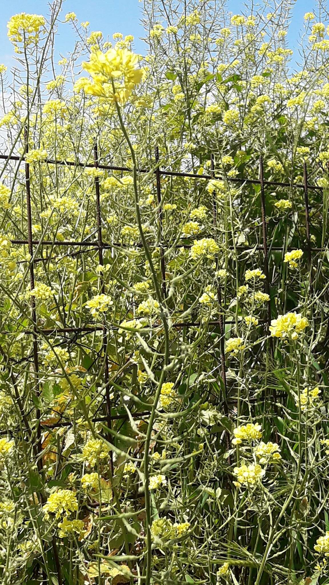 Image of charlock mustard