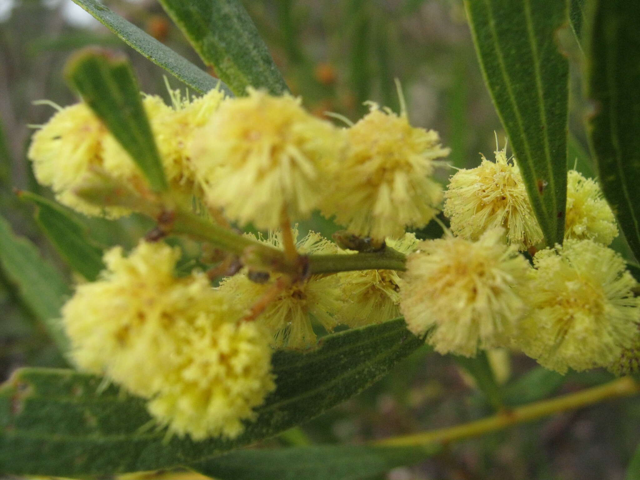 Image of Acacia verniciflua A. Cunn.
