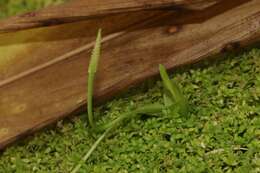 Image of Slender Adder's-tongue