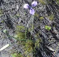 Image of Moraea tripetala subsp. tripetala