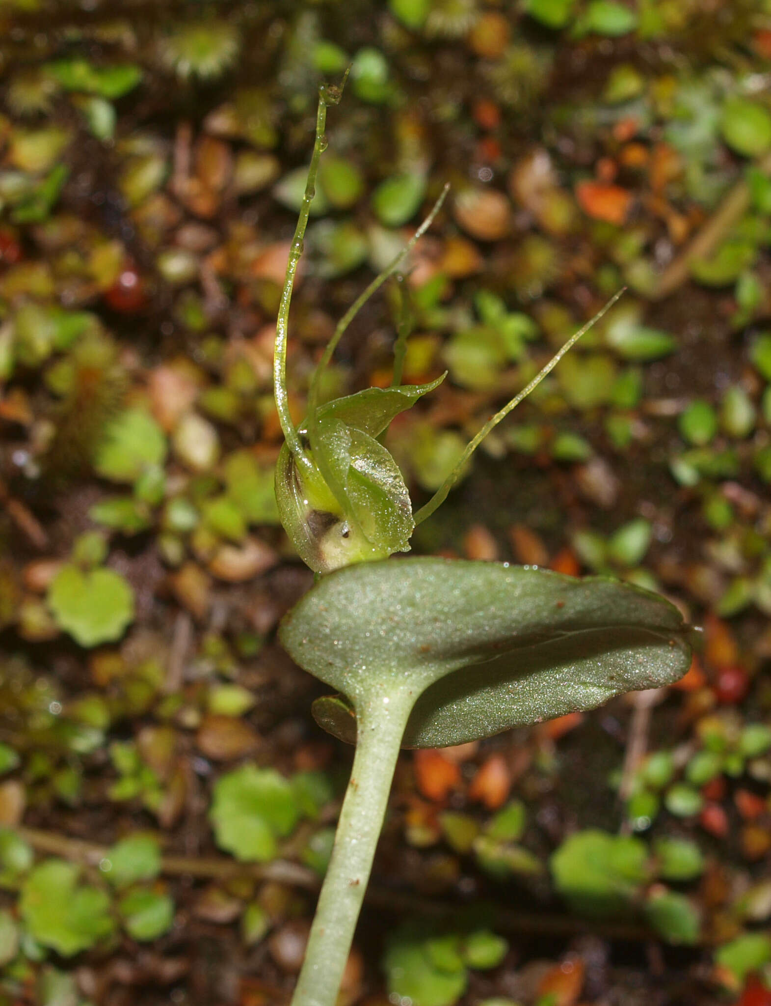 Image of Corybas papa Molloy & Irwin