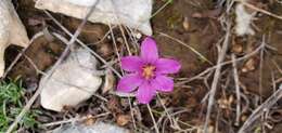 Image of Colchicum cupanii Guss.