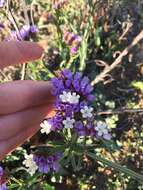 Imagem de Limonium sinuatum (L.) Miller