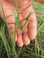 Image de Pfaffia tuberosa (Spreng.) Hicken