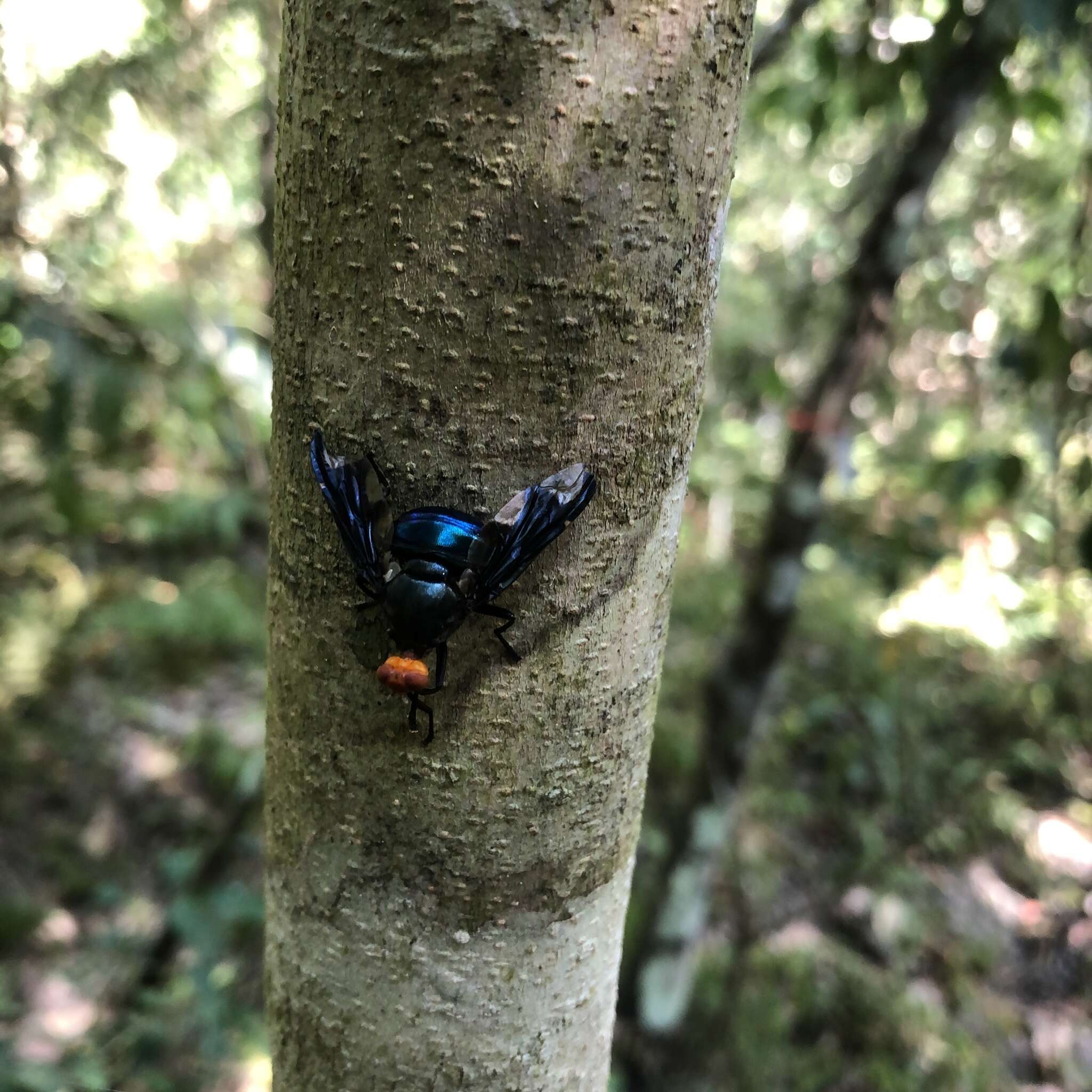 Sivun Silbomyia cyanea (Matsumura 1916) kuva