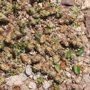 Image of Paronychia hieronymi Pax