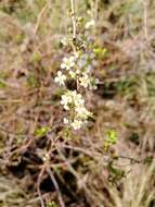 صورة Spiraea hypericifolia L.