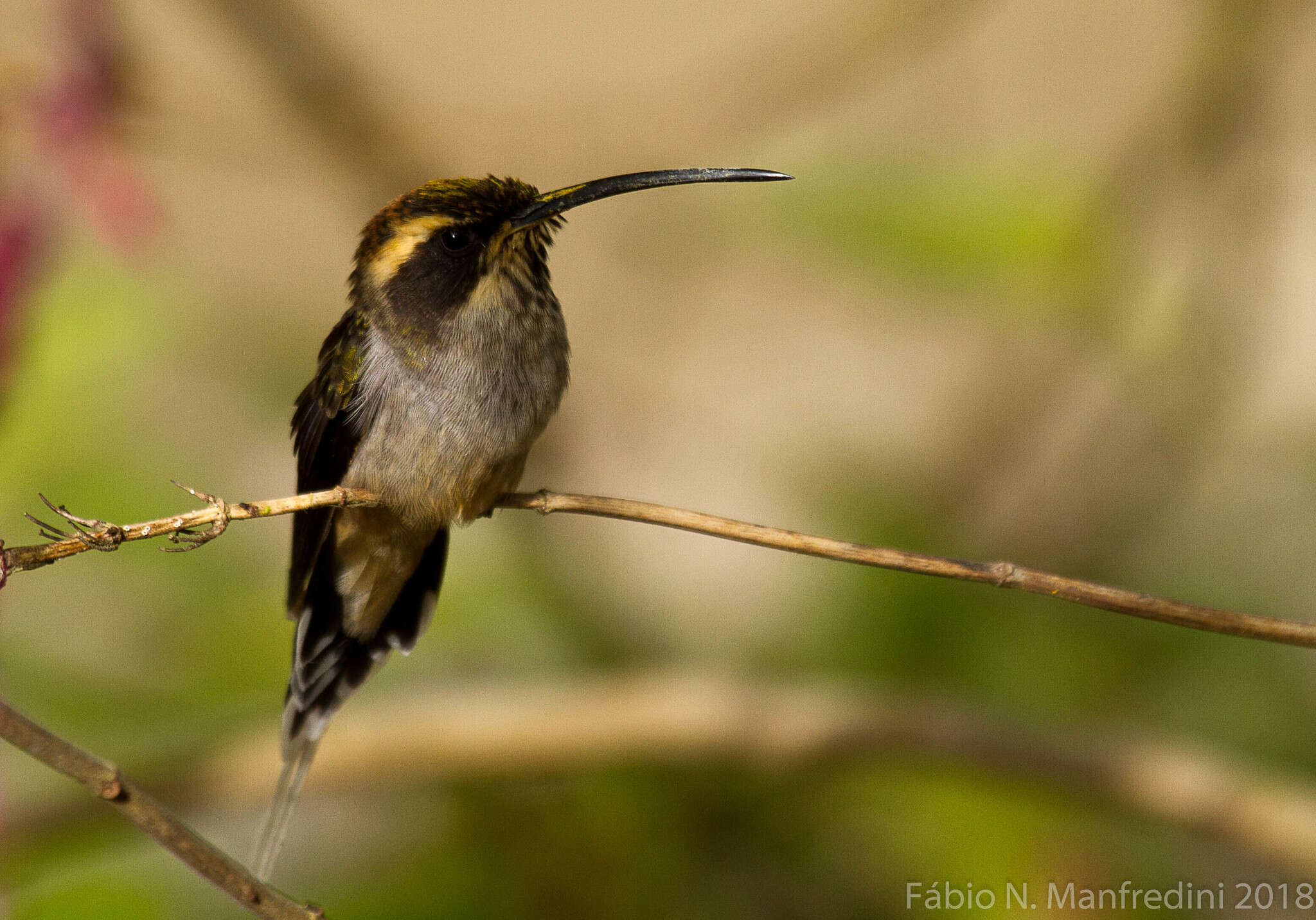 Image of Scale-throated Hermit