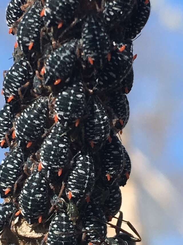 Слика од Pterocomma salicis (Linnaeus 1758)