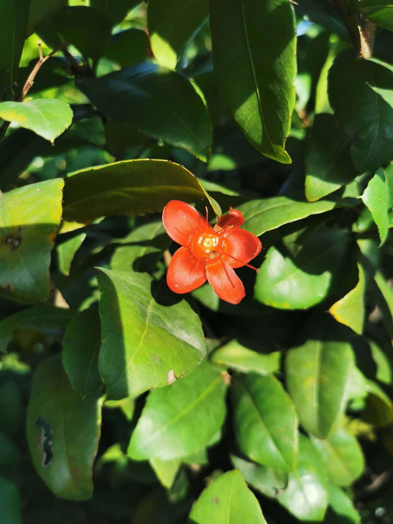 Image of Thomas' bird's-eye bush