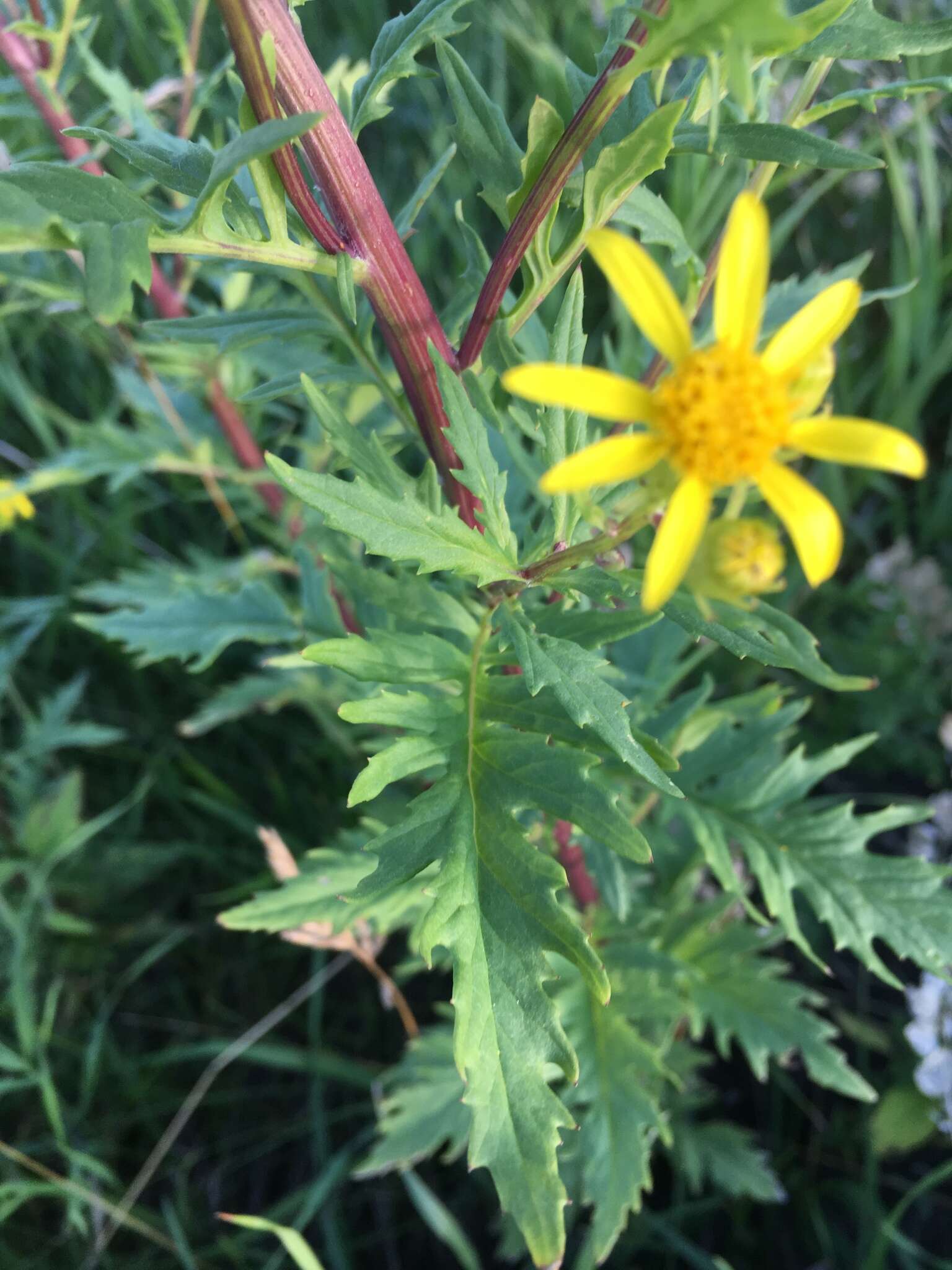 Image of Desert Ragwort