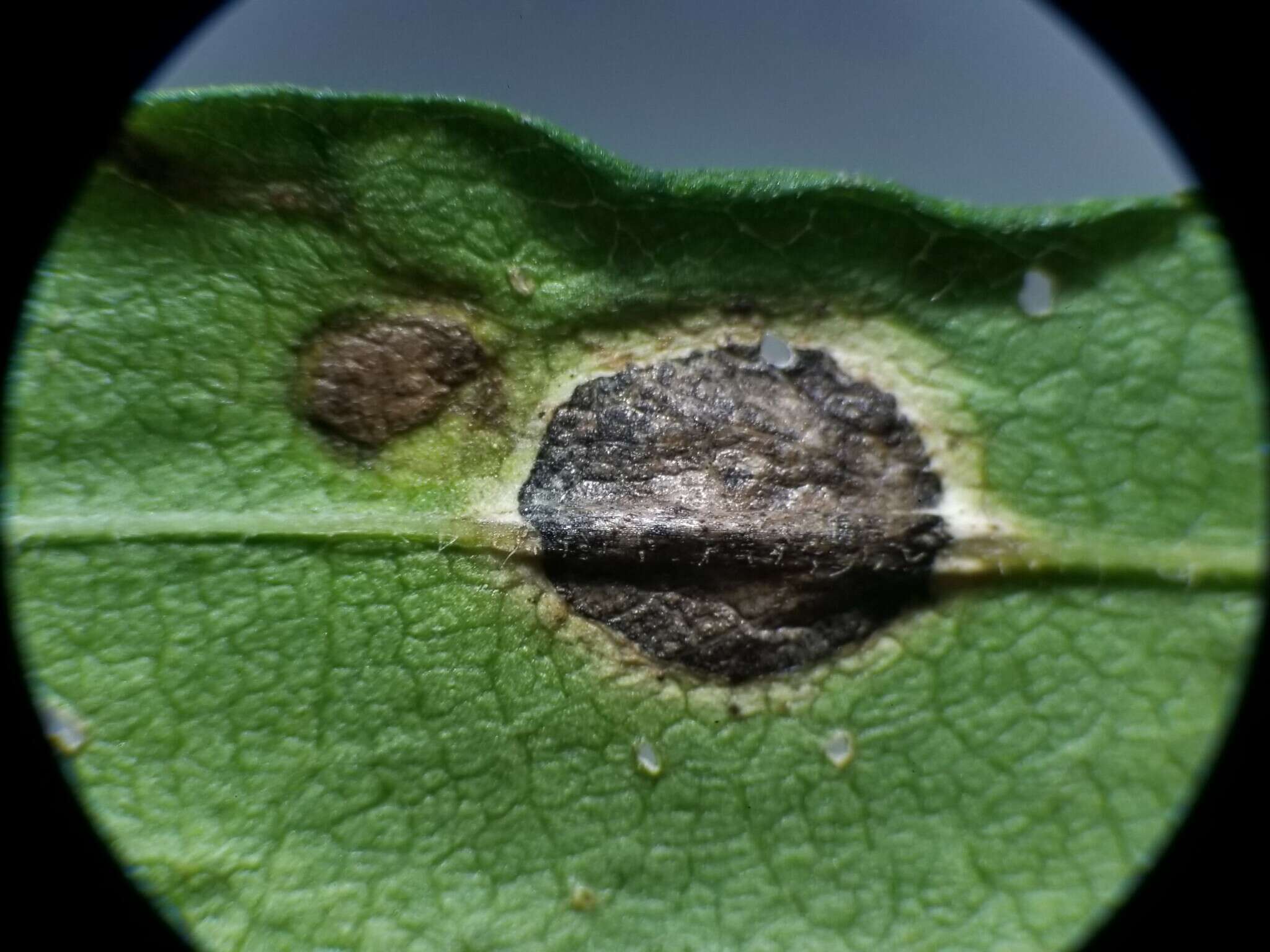 Image of Asteromyia laeviana (Felt 1907)