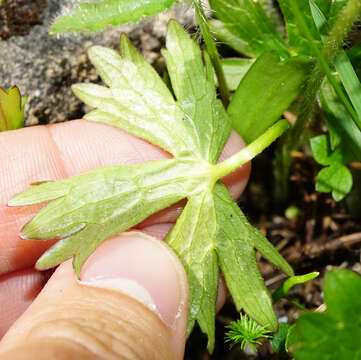 Image of Ranunculus montanus Willd.