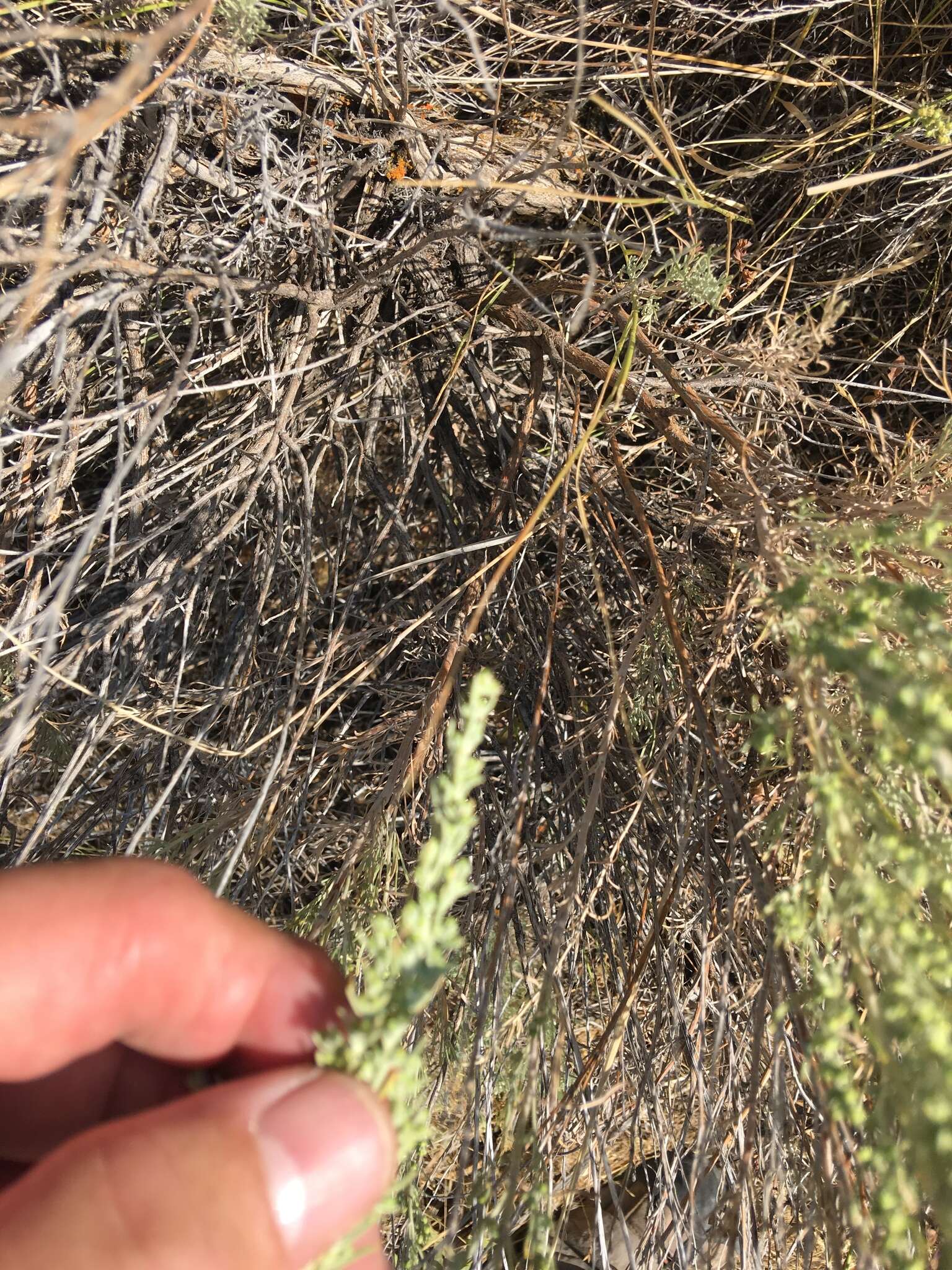 Image of threetip sagebrush