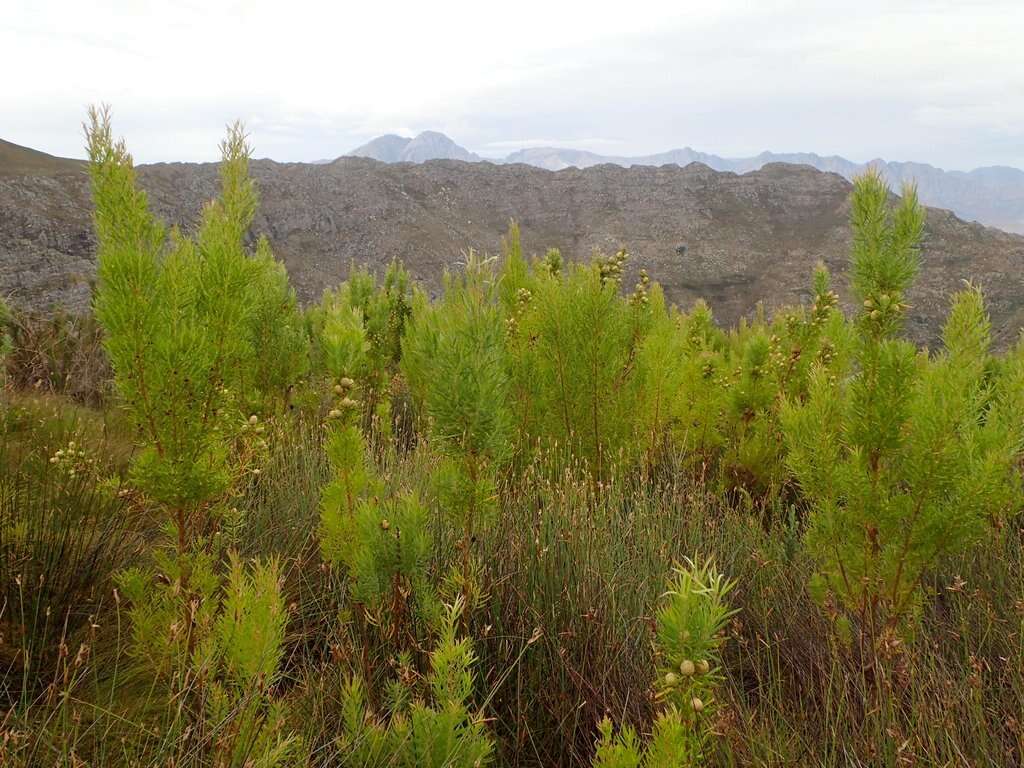 Imagem de Leucadendron salicifolium (Salisb.) I. Williams