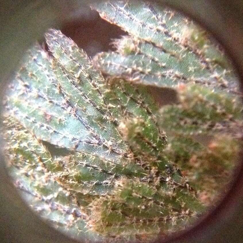 Image of Hymenophyllum frankliniae Col.