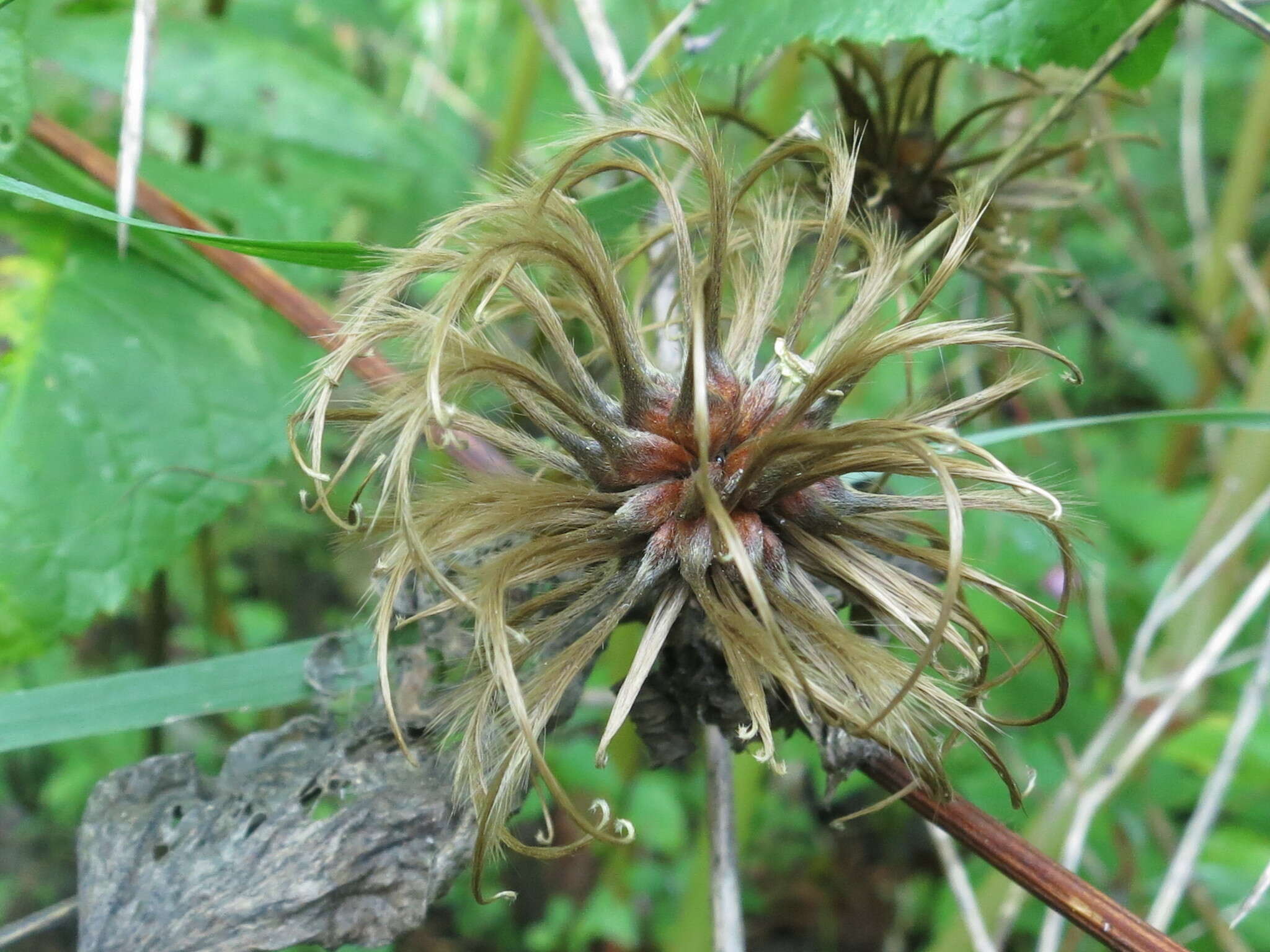 Imagem de Clematis fusca Turcz.