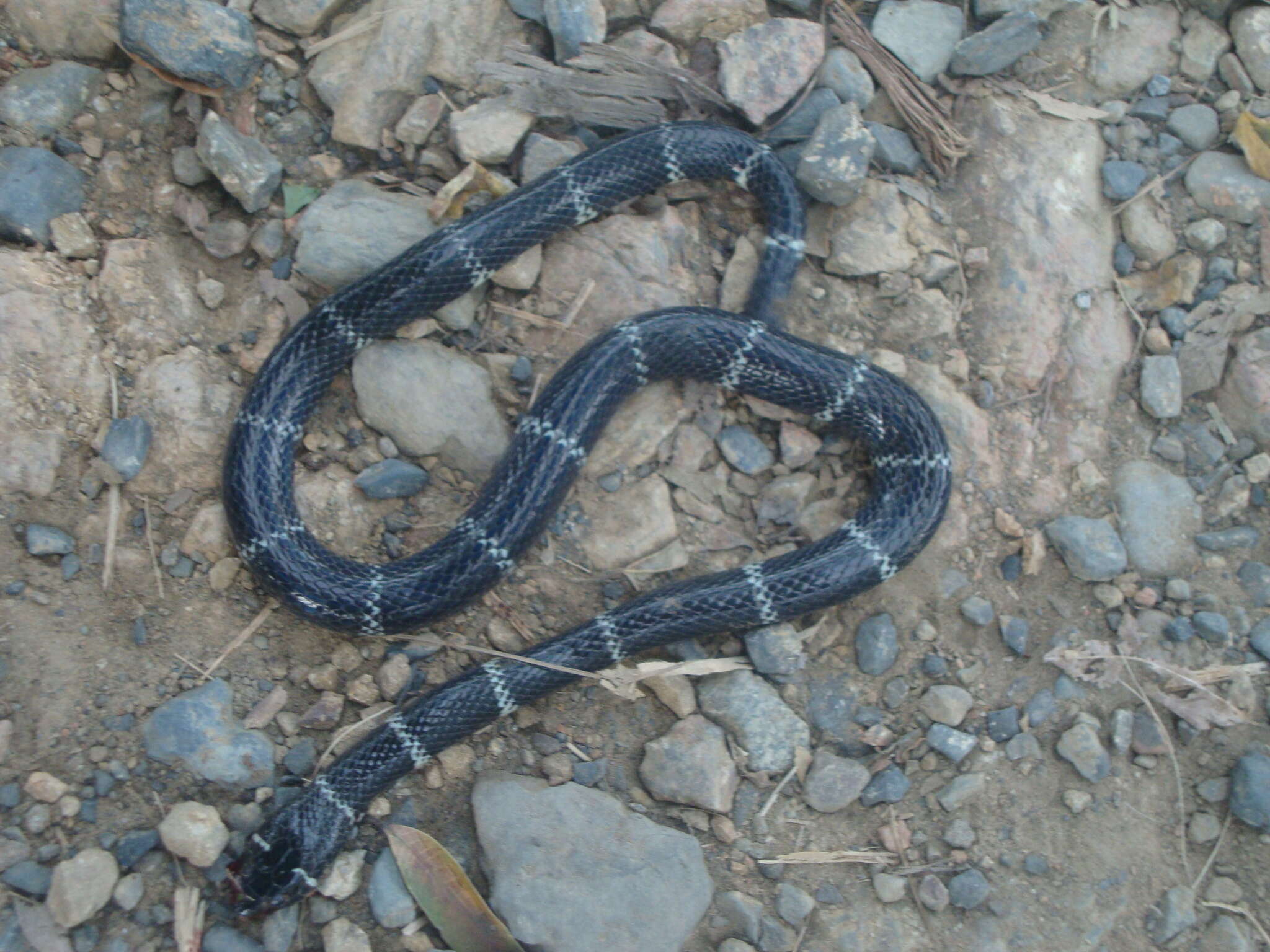 Image of Black Halloween Snake