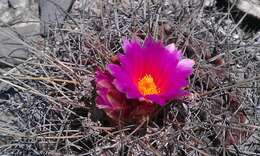 Image of Thelocactus buekii (Klein bis) Britton & Rose