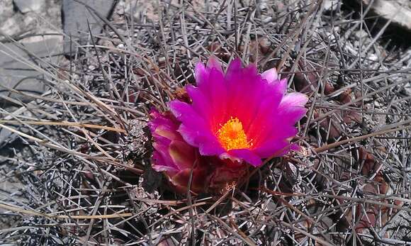 Image of Thelocactus buekii (Klein bis) Britton & Rose