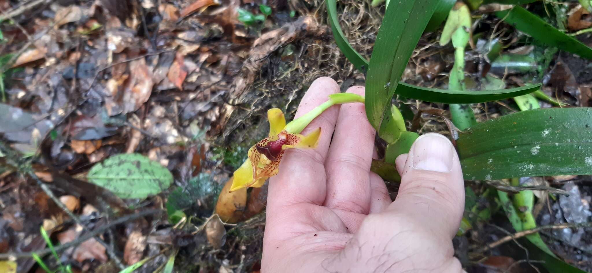 Image of Maxillaria praestans Rchb. fil.