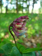 Image of Lathyrus pisiformis L.