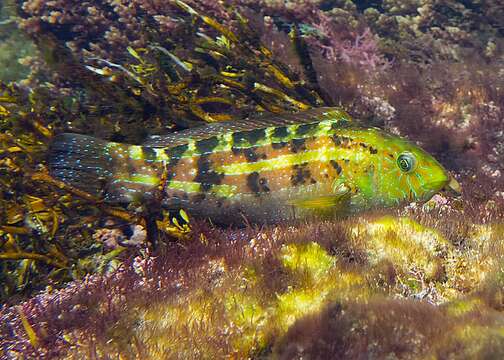 Image of False senator wrasse