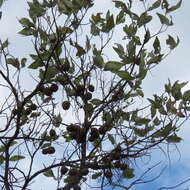 Image of Grevillea glauca Banks & Sol. ex Knight