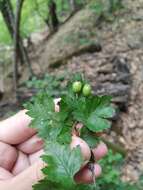 Image of Crataegus microphylla C. Koch