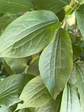 Image of Heptacodium