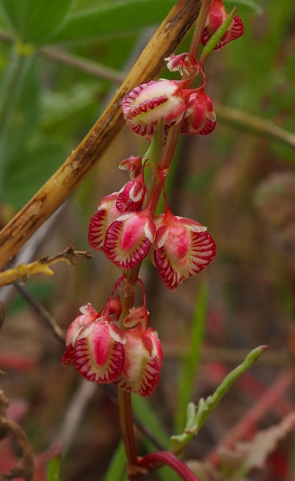 Rumex pictus Forsskál的圖片