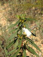 Image of Cistus ladanifer subsp. ladanifer