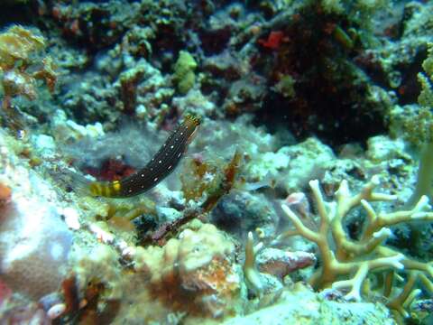 Image of Pictus Blenny