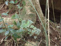 Слика од Begonia homonyma Steud.