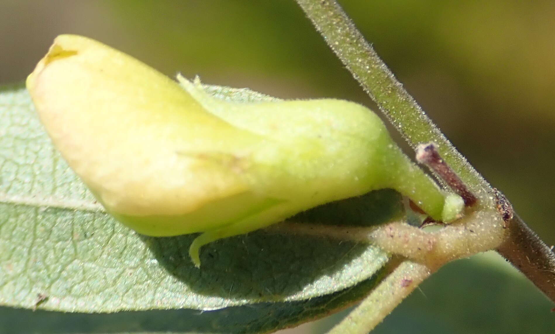 Image of Rhynchosia ciliata (Thunb.) Druce