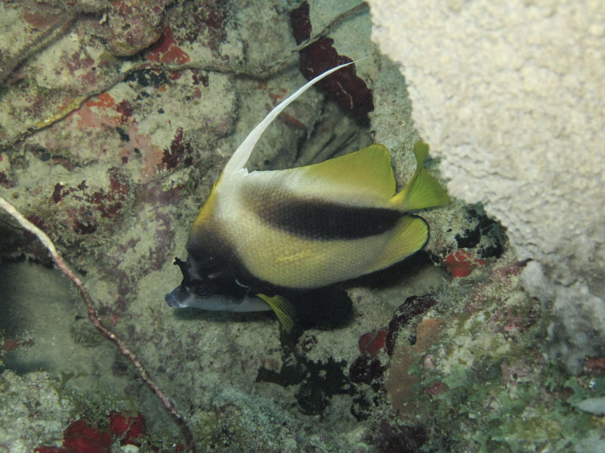 Image of Red Sea Bannerfish