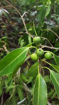 Image of Ficus yoponensis Desv.