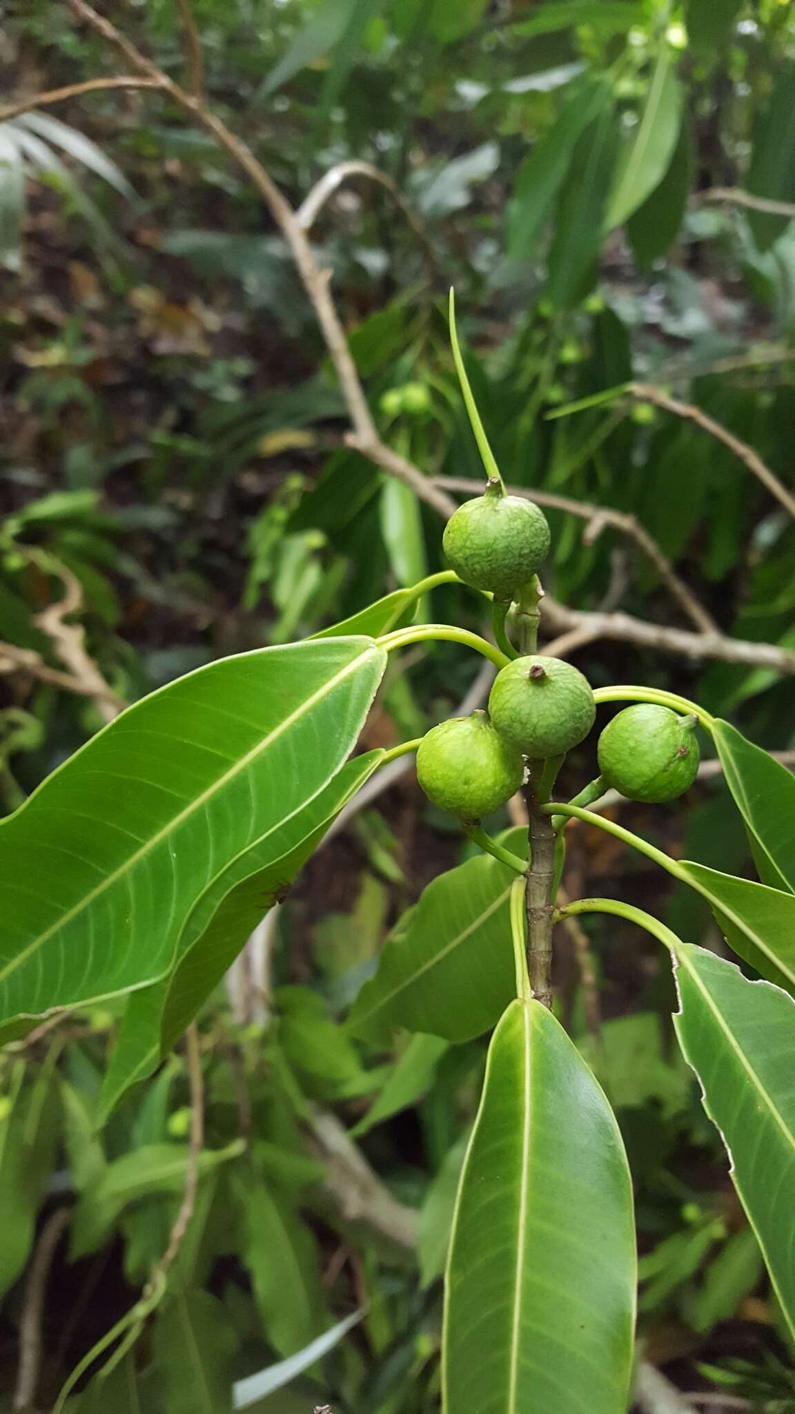 Ficus yoponensis Desv.的圖片