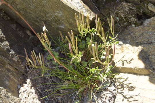 Image of Cardamine resedifolia L.