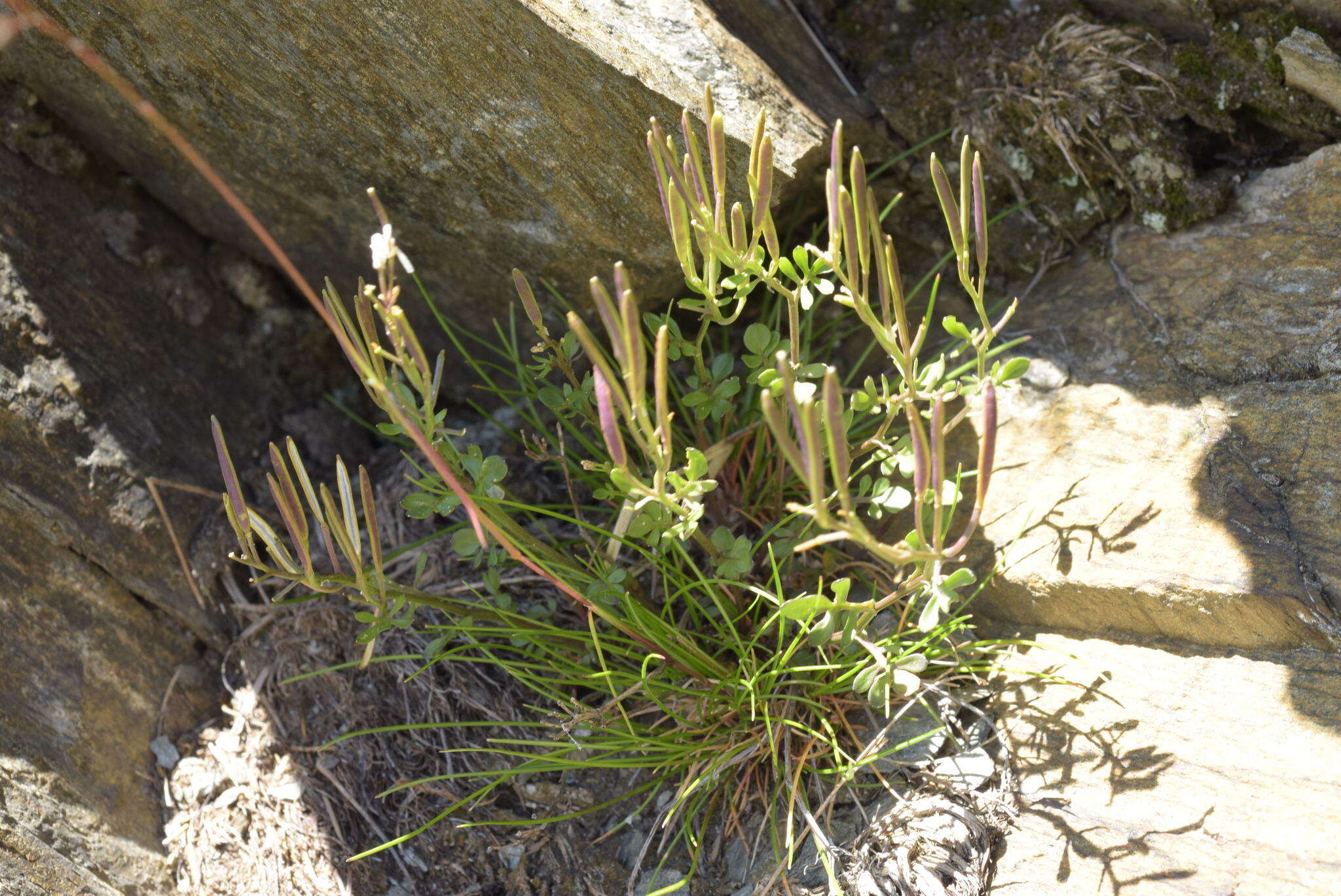 Plancia ëd Cardamine resedifolia L.