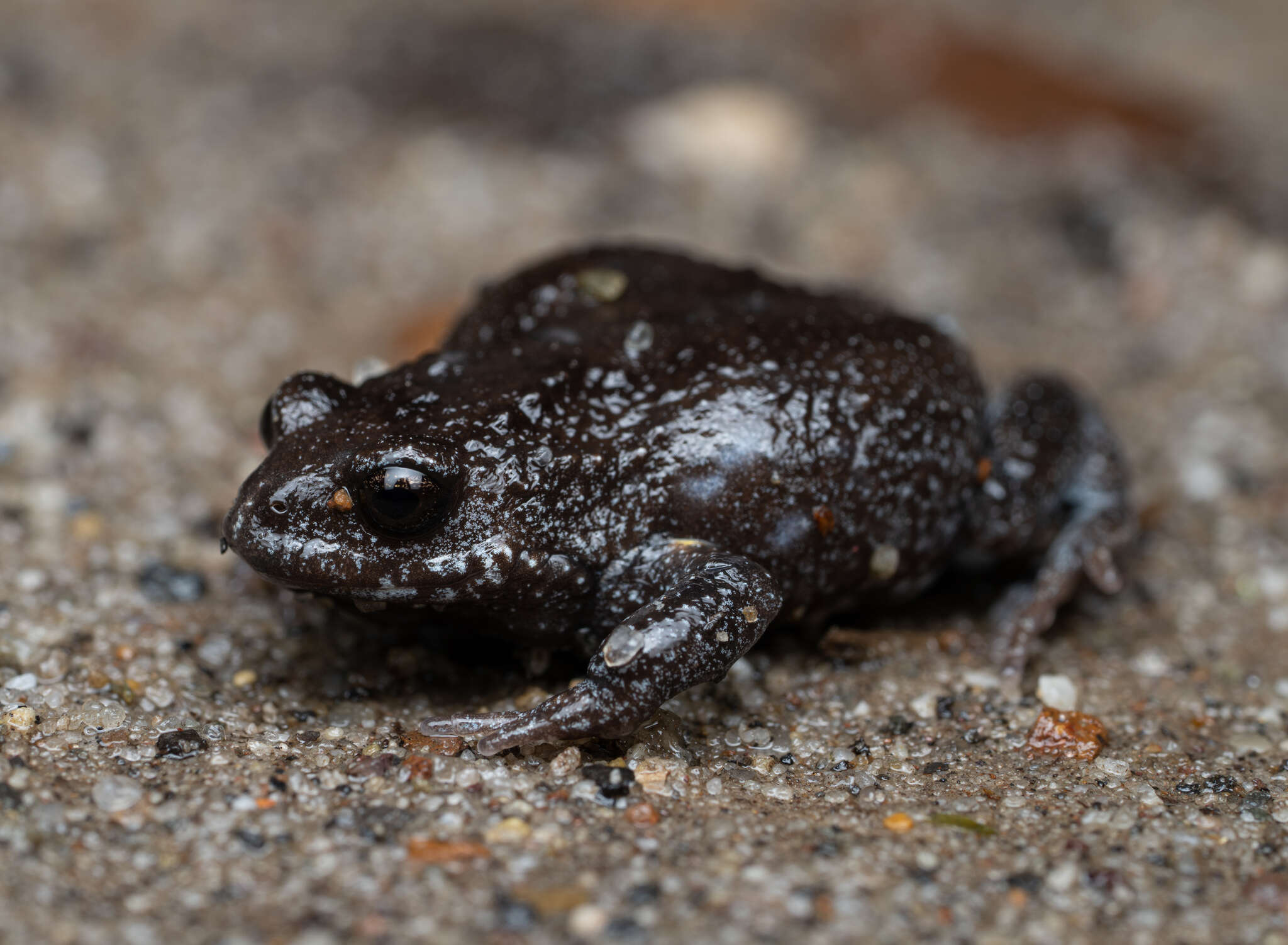 Image of Dendy’s Toadlet