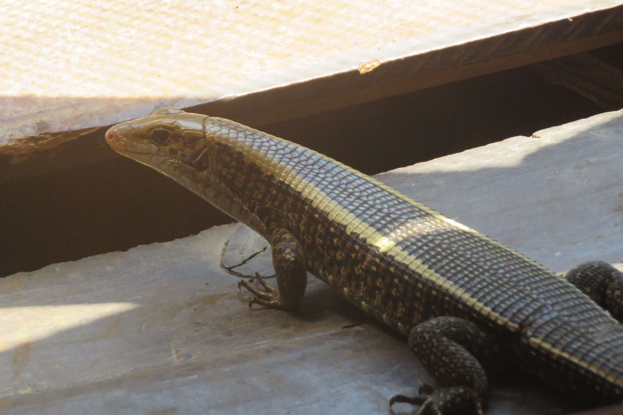 Image of western Girdled Lizard