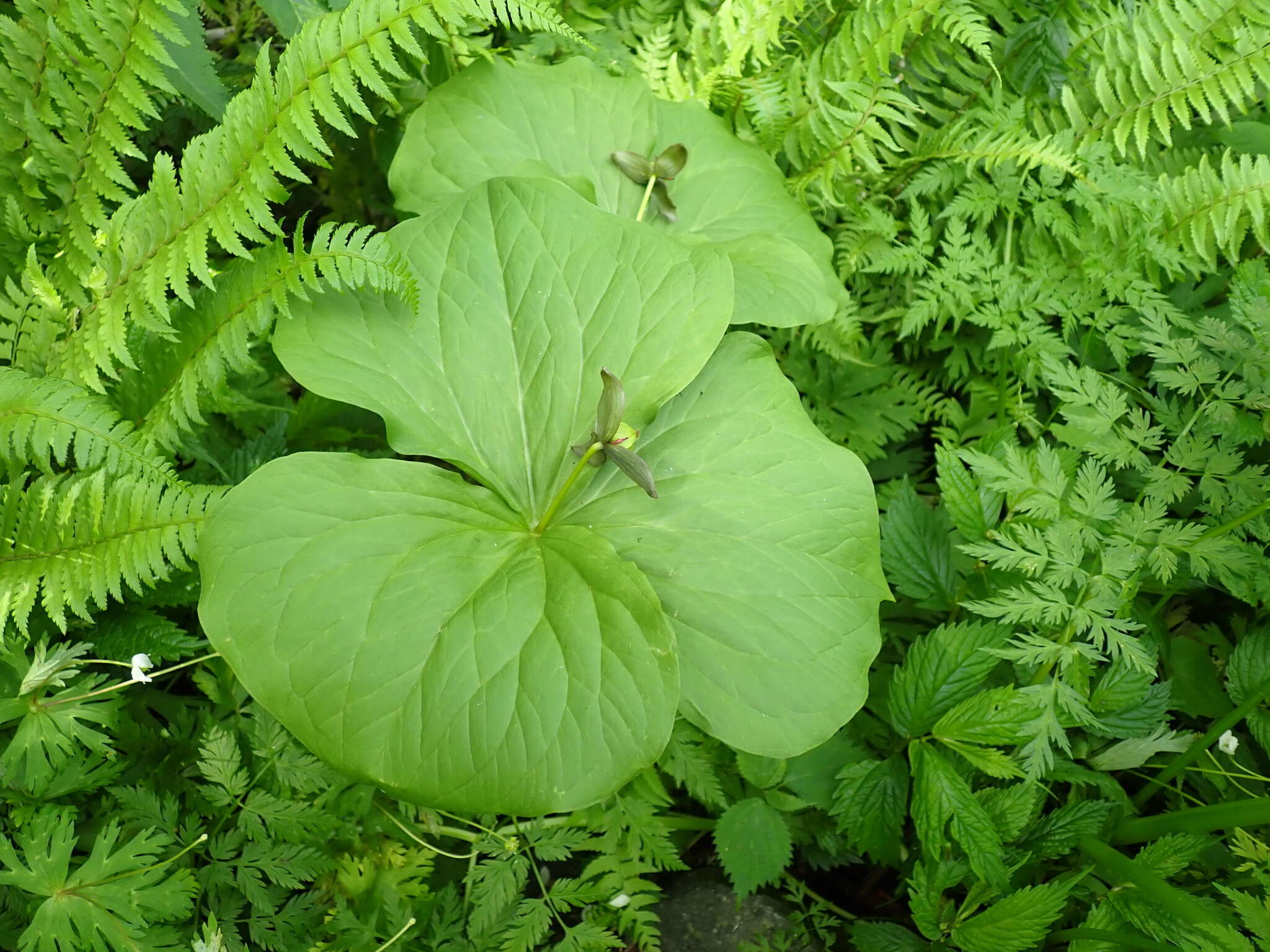 Image of Trillium apetalon Makino