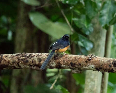 Image of White-rumped Shama