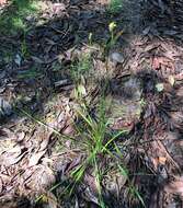 Image of Tall Yellow-Eyed-Grass